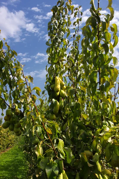 Perales cargados de fruta en un huerto al sol — Foto de Stock
