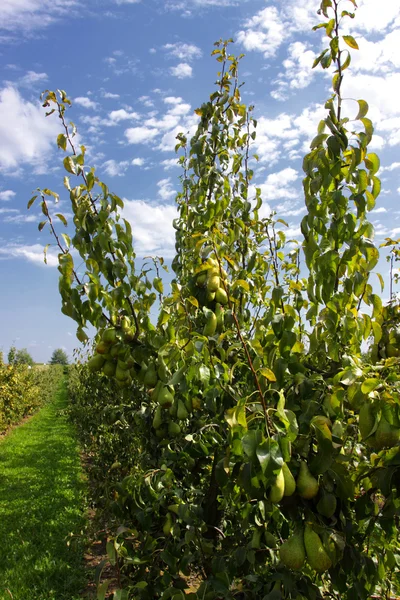 PEAR bomen beladen met fruit in een boomgaard in de zon — Stockfoto