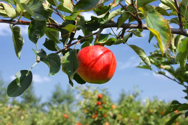 stock image Beautiful red apple on a branch under a blue sky