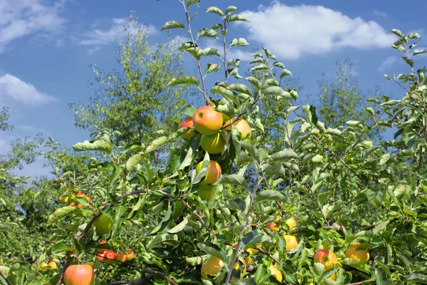Árvores de maçã carregadas de maçãs em um pomar no verão — Fotografia de Stock