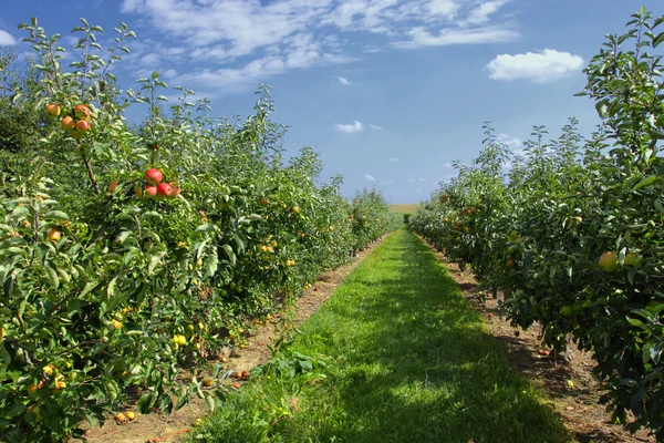 Apfelbäume beladen mit Äpfeln in einem Obstgarten im Sommer — Stockfoto