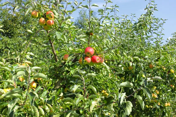 Jabloně naloženo s jablky v sadu v létě — Stock fotografie