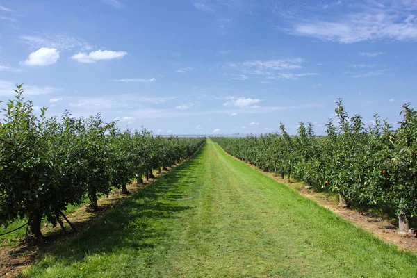 Jabloně naloženo s jablky v sadu v létě — Stock fotografie