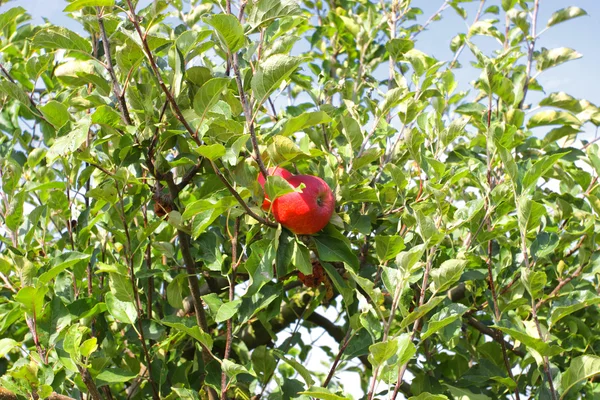 Schöner roter Apfel auf einem Zweig unter blauem Himmel — Stockfoto