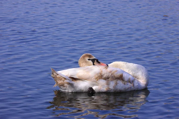 A young mute swan make her toilet. his attitude is soft — Stock Photo, Image