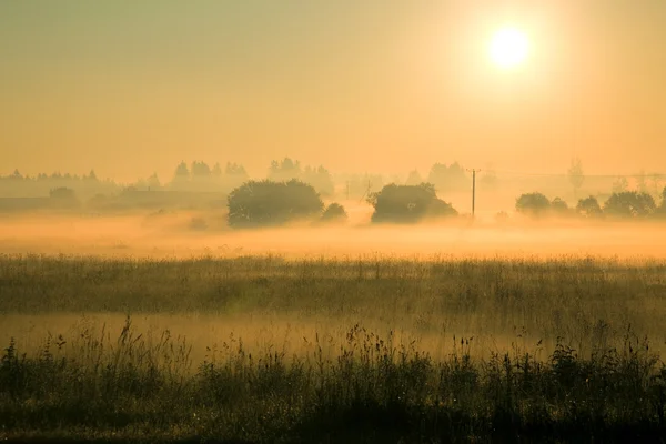 Туманное летнее утро Лицензионные Стоковые Фото