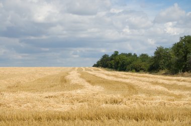 windrows ve ağaçlar