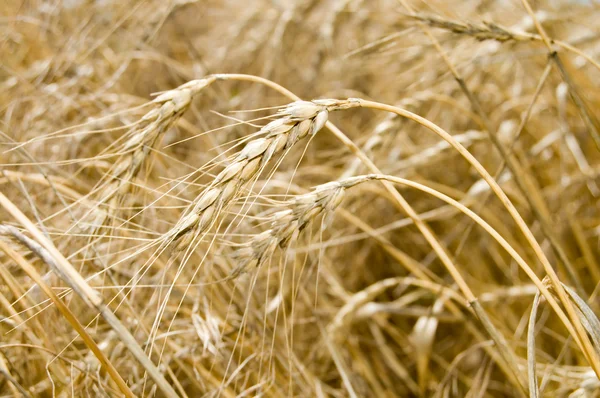 成熟した小麦 — ストック写真