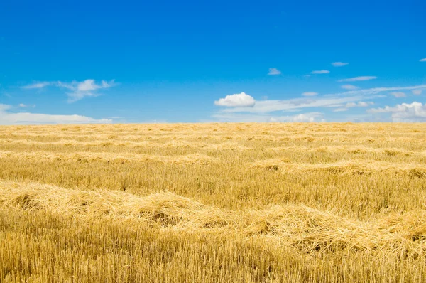 Windrows — Stock Photo, Image