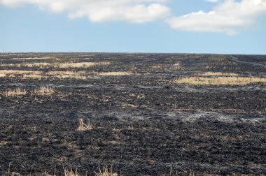 Field after burning clipart