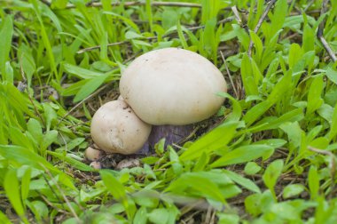 küçük agaric