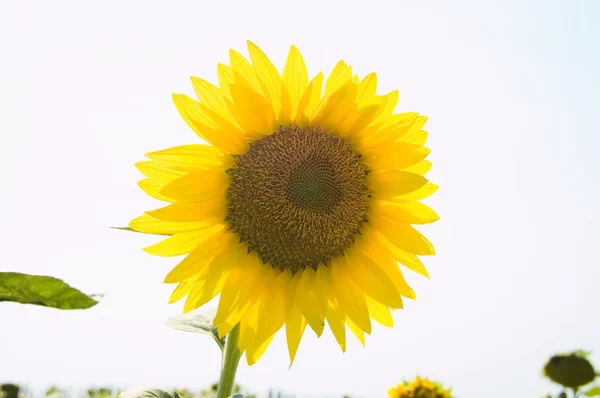 Yellow ripe sunflower — Stock Photo, Image