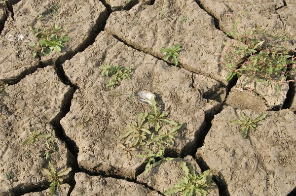 Dried up earth — Stock Photo, Image
