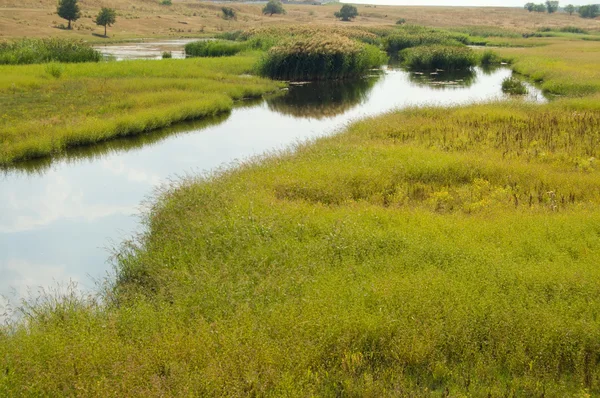 Hierba verde con el río —  Fotos de Stock