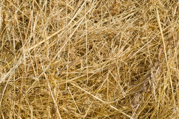 Hay straw — Stock Photo, Image