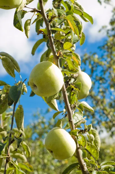 Manzana en rama —  Fotos de Stock