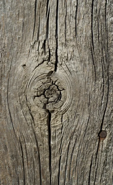 Zweig auf Holz — Stockfoto