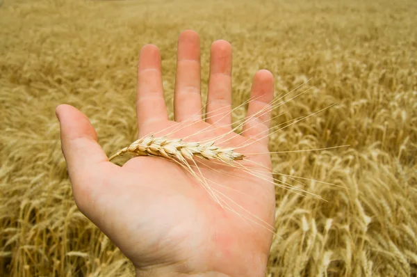 Hand met oogst — Stockfoto