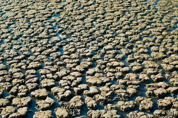 Mokrych bagien — Zdjęcie stockowe