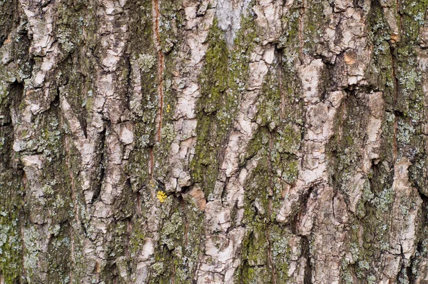 stock image Crust oak