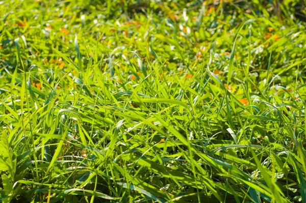 Hierba verde de cerca —  Fotos de Stock