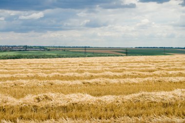 windrows dramatik gökyüzü altında