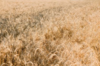 Ears of ripe wheat on a field