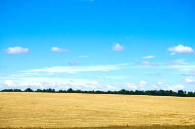 Field with new harvest