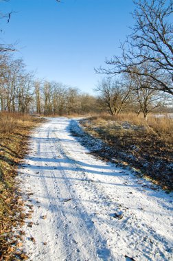 Winter road through the wood