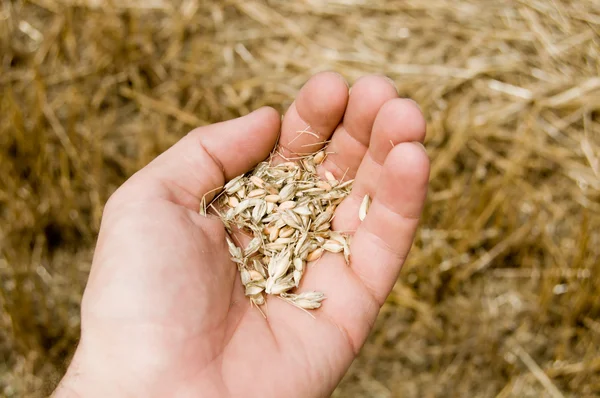 Harvest in hand — Stock Photo, Image