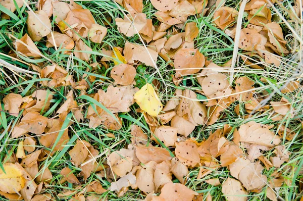 Frunze și iarbă — Fotografie, imagine de stoc