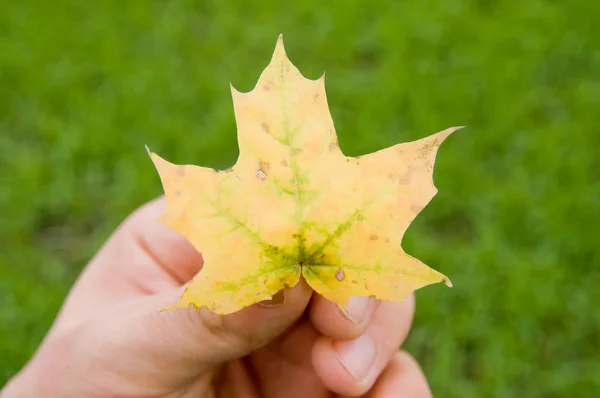 Akçaağaç yaprağı — Stok fotoğraf