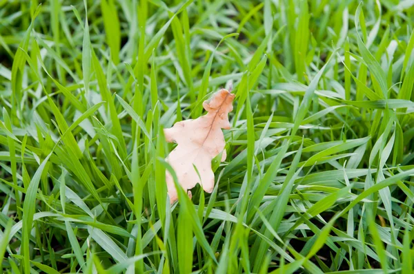Single oak leaf — Stock Photo, Image