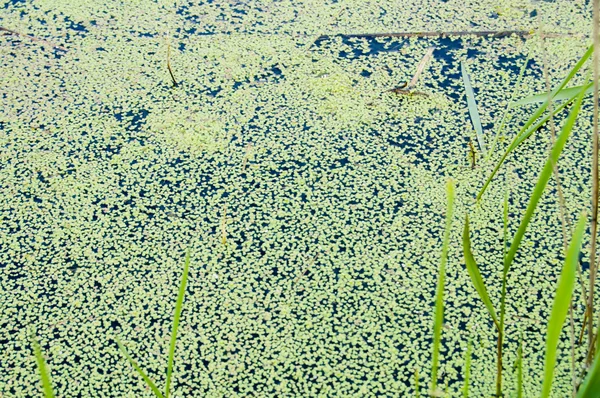 Green swamp — Stock Photo, Image