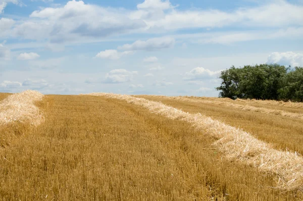 Windrows op veld — Stockfoto