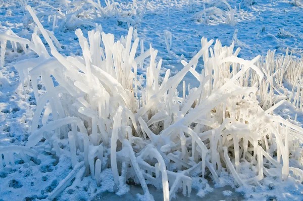 Hierba congelada — Foto de Stock