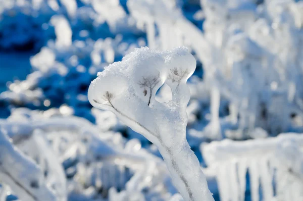 Donmuş bitki — Stok fotoğraf