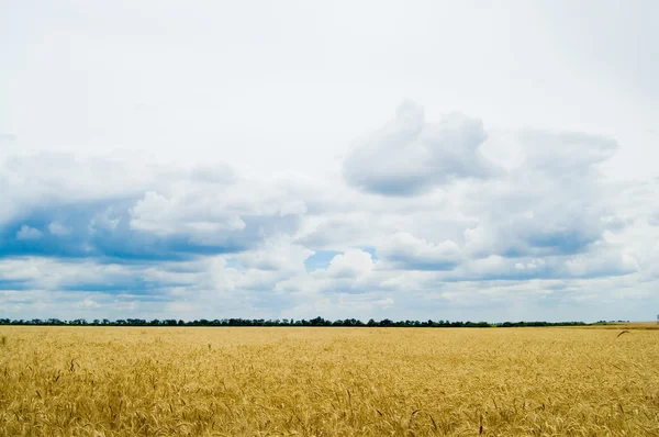 Golen 수확 — 스톡 사진