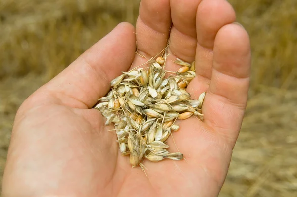 Kukuřice v ruce — Stock fotografie