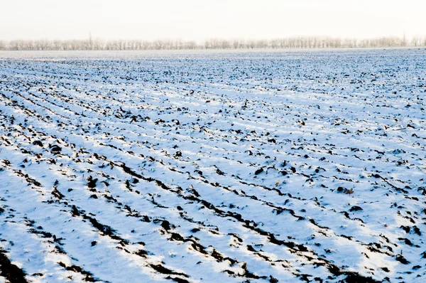 Neve no campo — Fotografia de Stock