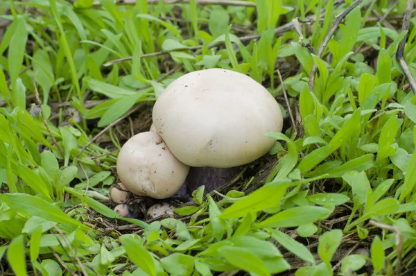 stock image Mushrooms