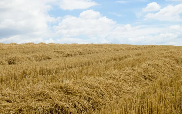 Rows of straw — Stock Photo, Image
