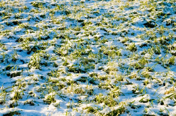 Cultivos de invierno — Foto de Stock