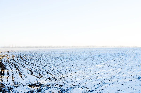 Fältet under snö — Stockfoto
