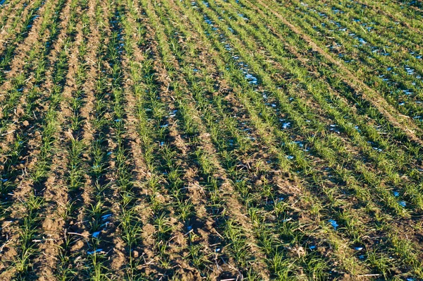 Rows in field — Stock Photo, Image