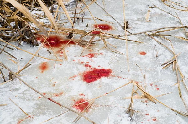 Sangre en el hielo —  Fotos de Stock