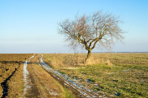 Tree in steppe — Stock Photo, Image
