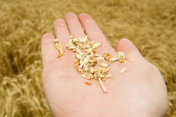 Mão com colheita — Fotografia de Stock