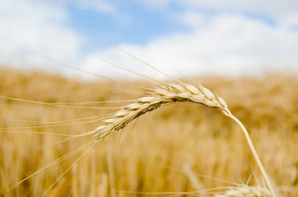 Feld aus reifem Weizen — Stockfoto
