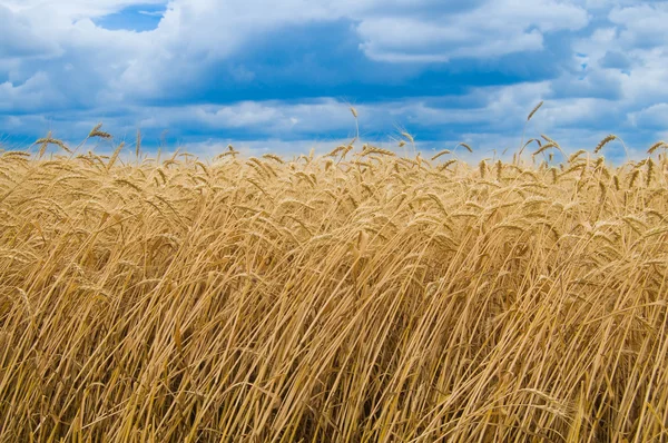 Feld aus reifem Weizen — Stockfoto